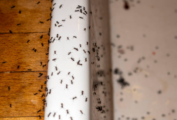Best Pest Removal Services  in Larch Y, WA