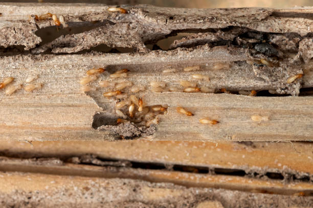 Larch Way, WA Pest Control Company